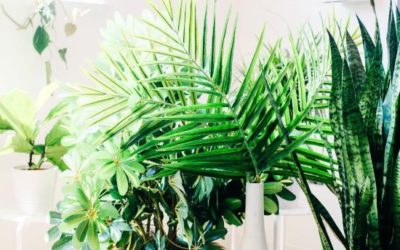 Filling Your Company’s Workplace  with Live Plants