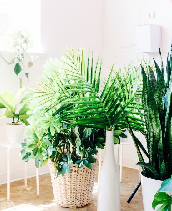 Filling Your Company’s Workplace  with Live Plants