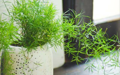 Basic Houseplant Care — Part 2: Watering