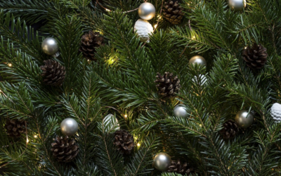 How to Care for Your Live Christmas Tree